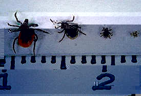 tiny-deer-ticks-scale-in-centimeters.jpg